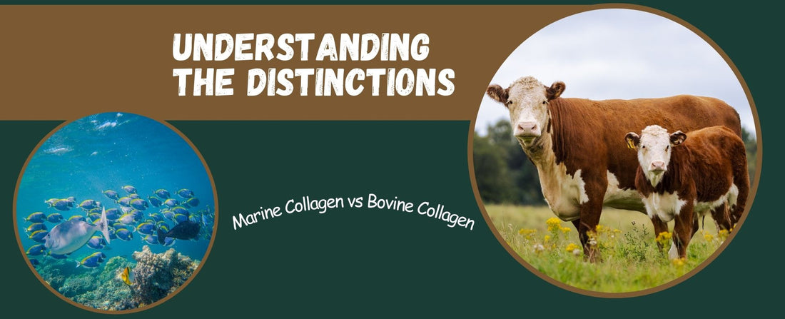 Marine Collagen vs. Bovine Collagen